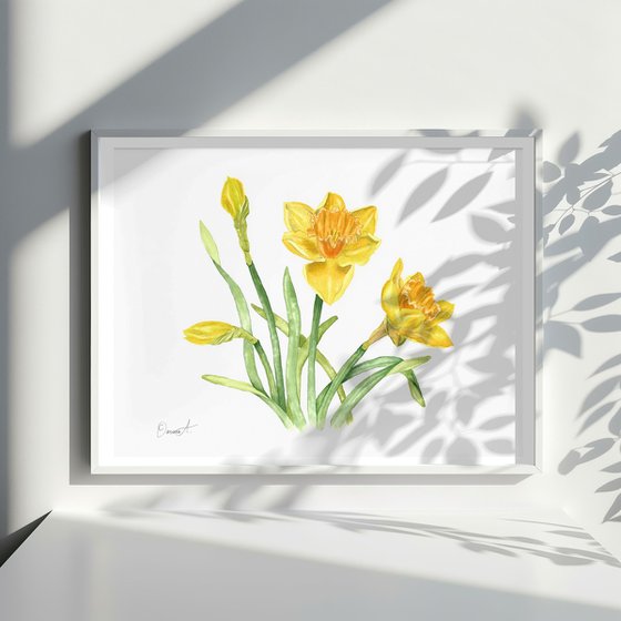 Spring Daffodils