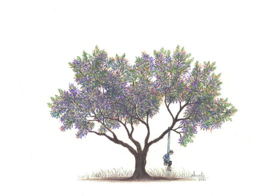 Purple Jacaranda