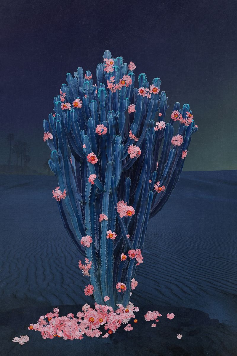 Cactus Nights by Nadia Attura