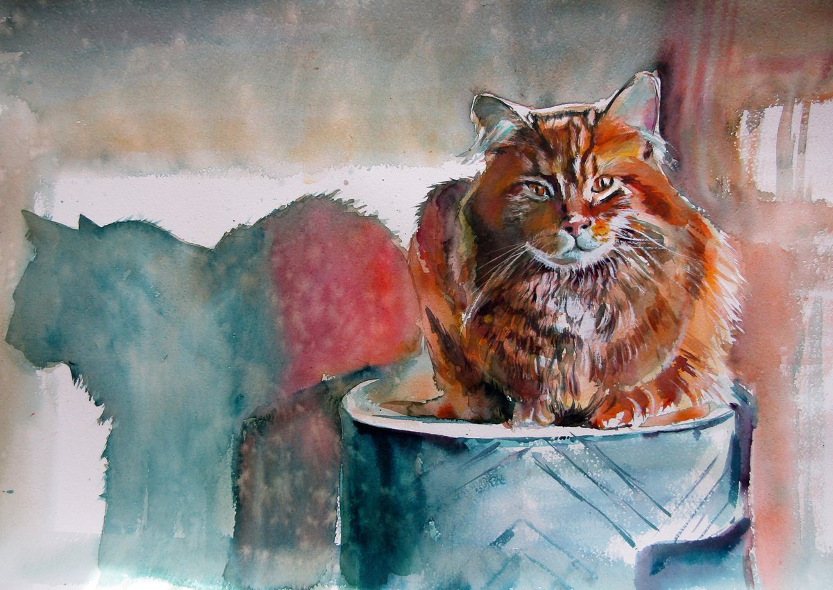 Cat resting at light /50 x 70 cm by Kovcs Anna Brigitta