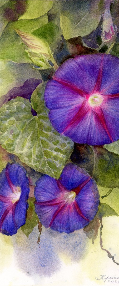 Morning Glory by Yulia Krasnov