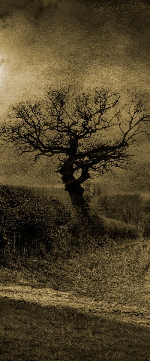 Tree in Hedgerow by Martin  Fry