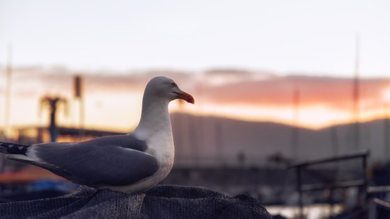 SEAGULL AT SUNSET