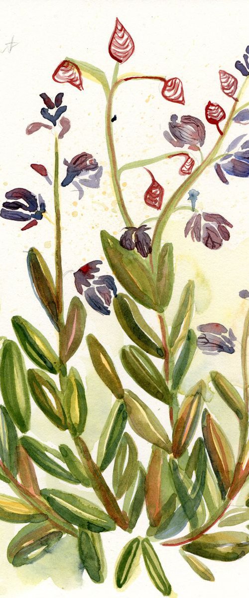 Original Watercolour Painting of British Wildflower Common Milkwort by Hannah Clark