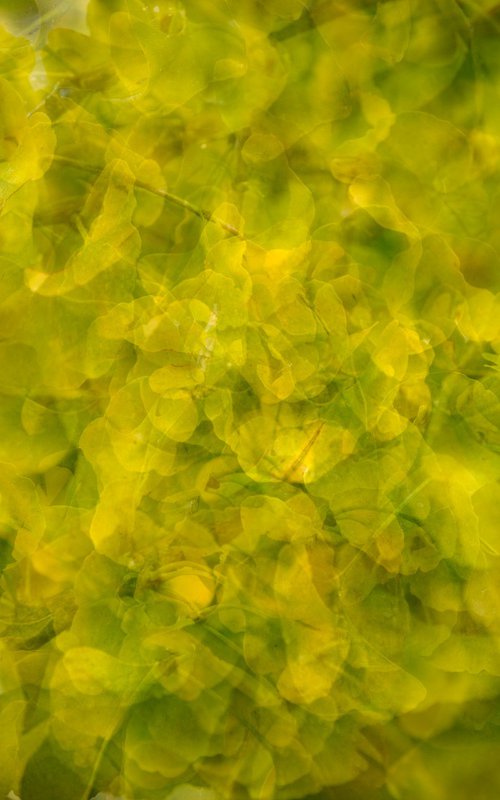 Gingko 1 by Dieter Mach