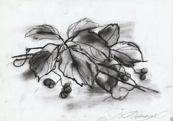 Parthenocissus Engelmannii