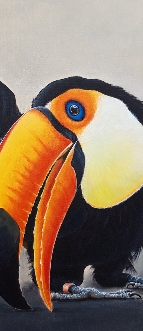 Toucan Birds Colourful Bird by Natalia Langenberg