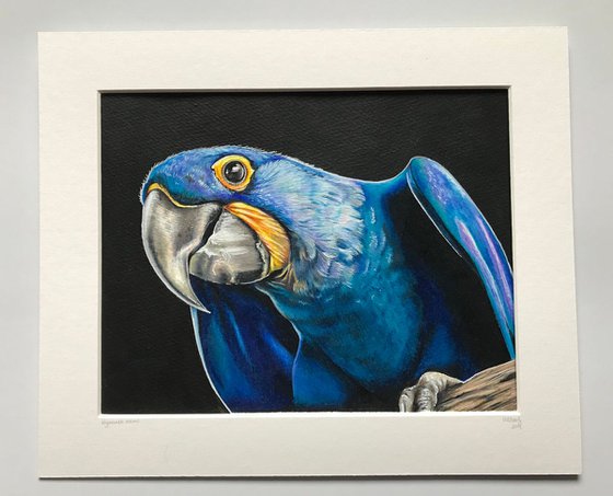 Hyacinth Macaw