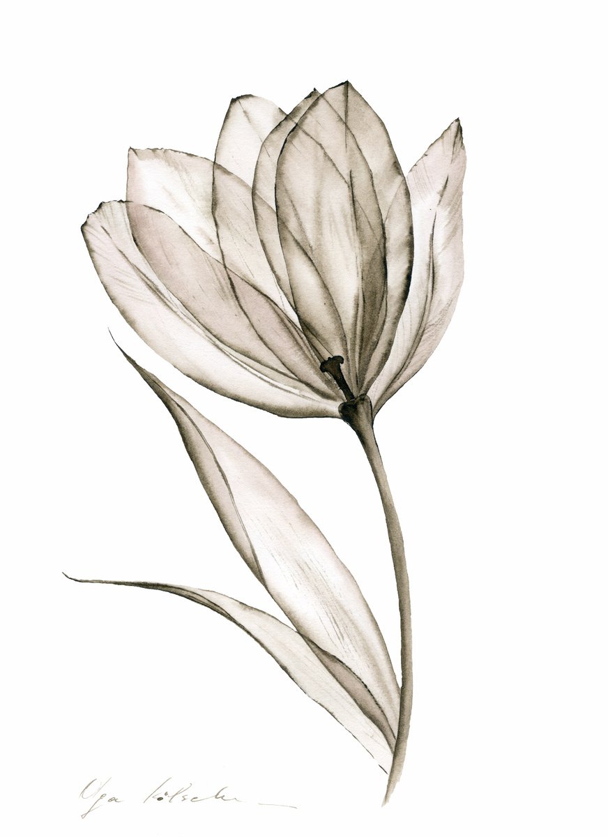 Sepia Tulip by Olga Koelsch