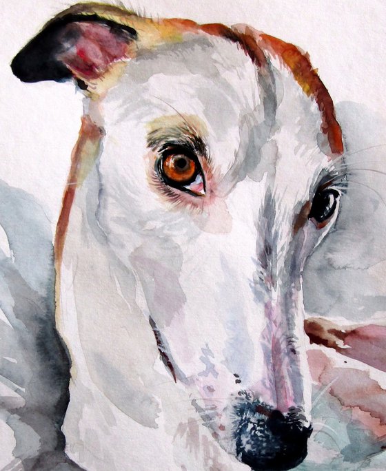 Cute dog portrait