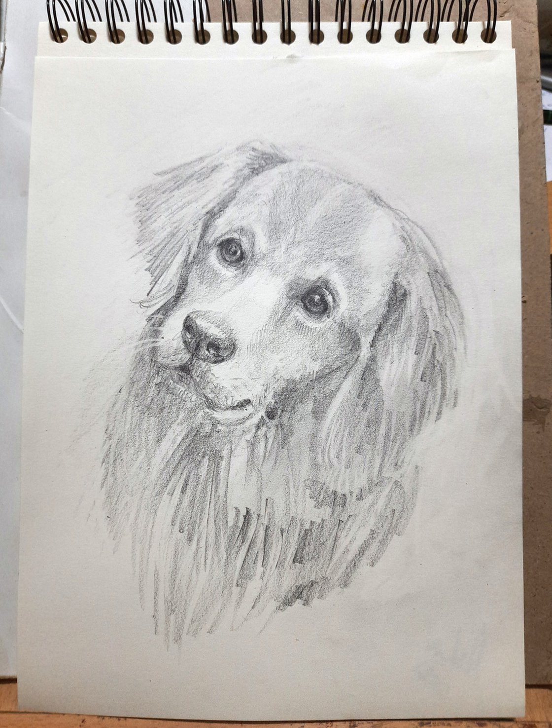Golden Retriever Pet Dog Pencil sketch on paper A4 Pencil drawing ...