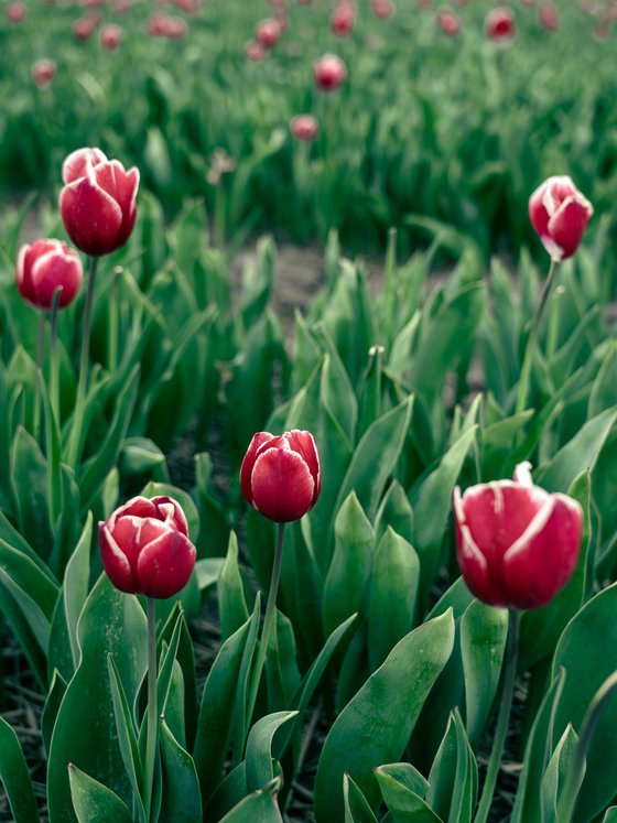 RED TULIPS
