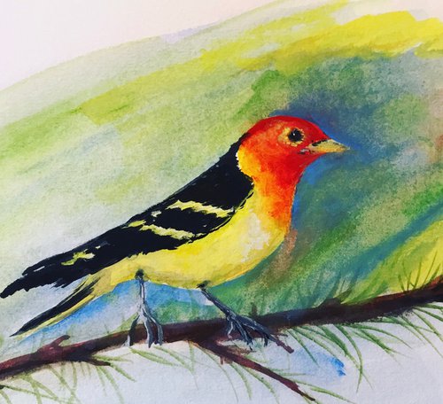 Western Tanager by Carolyn Shoemaker (Soma)
