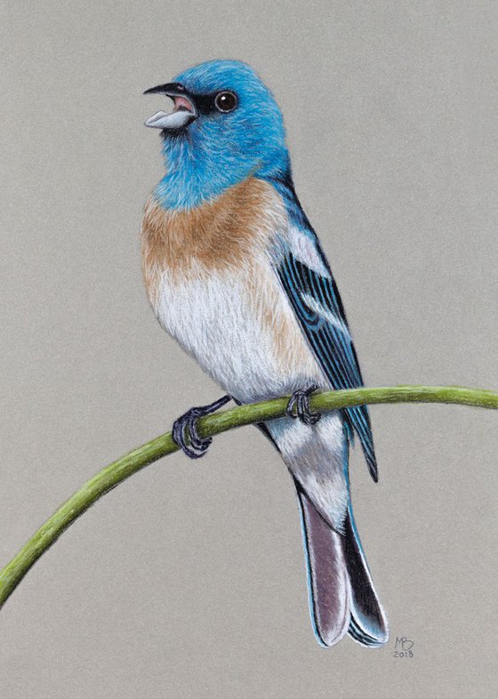 Original pastel drawing "Lazuli bunting "