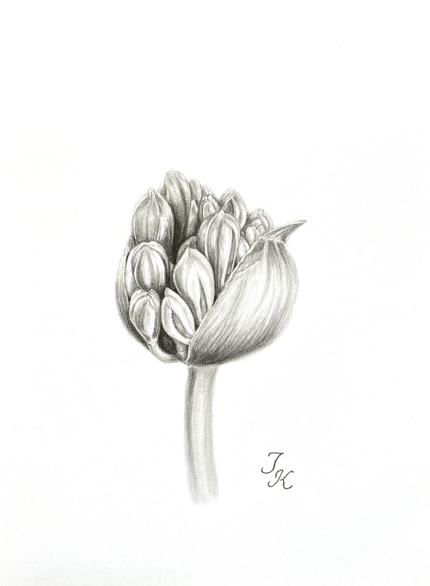 Agapanthus bud by Tetiana Kovalova