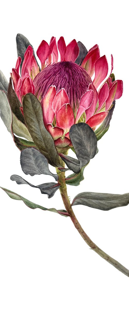 Protea by Yuliia Prokopchuk