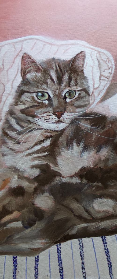 Resting on a bed, portrait of a grey cat by Anne Zamo