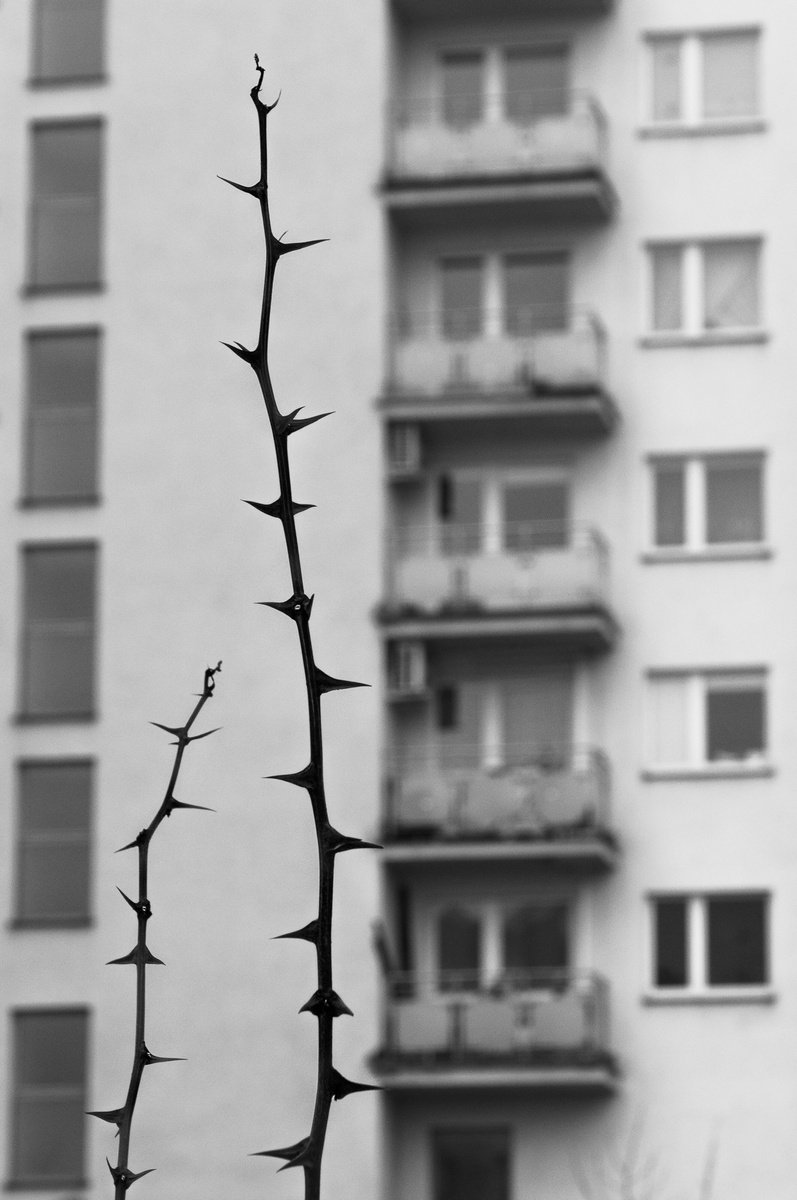 Thorns (from Living in Poland set) by Adam Mazek
