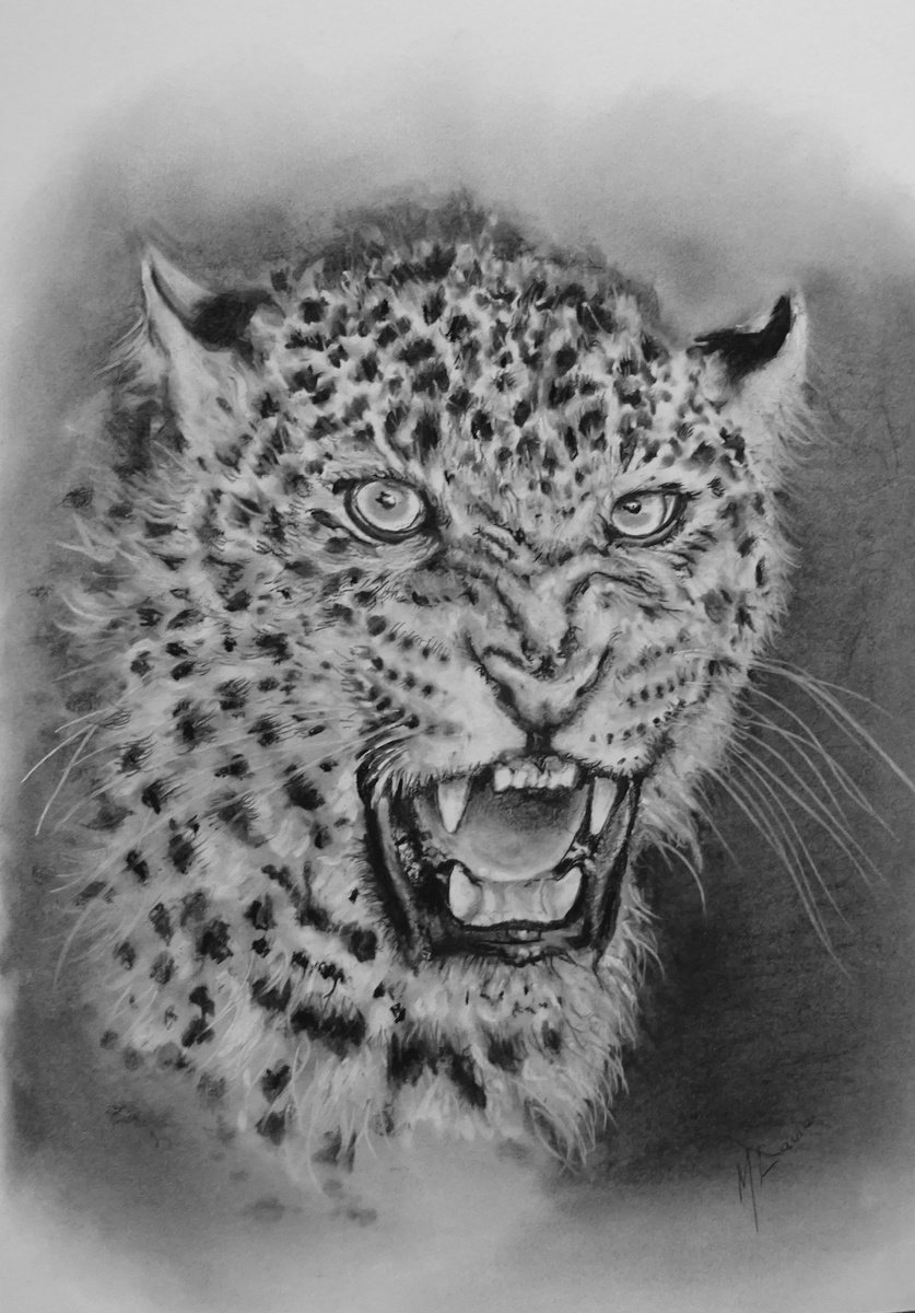 Photorealistic Animal Charcoal Drawing By Mel Davies Original Art, 12 X 17", The Leopard, Original Artwork