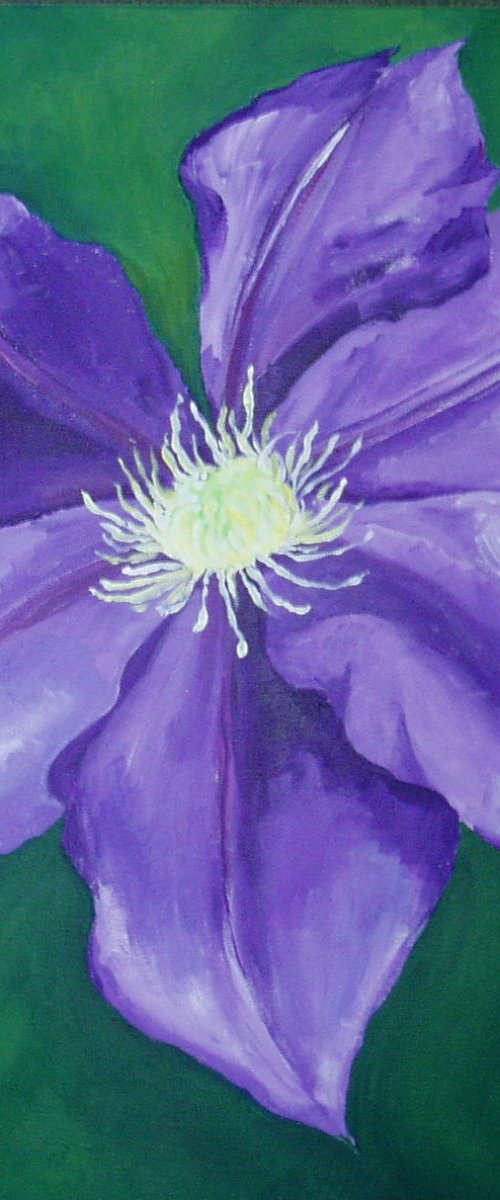 Purple Clematis by Charlie Davies