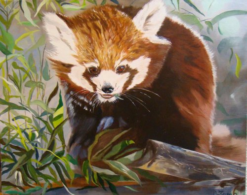 Soft bamboo, portrait of a red panda by Anne Zamo by Anne Zamo