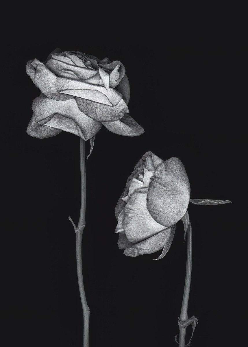 Botanical Photograph By Paul Nash, 16 X 24", Two Roses, Original Artwork