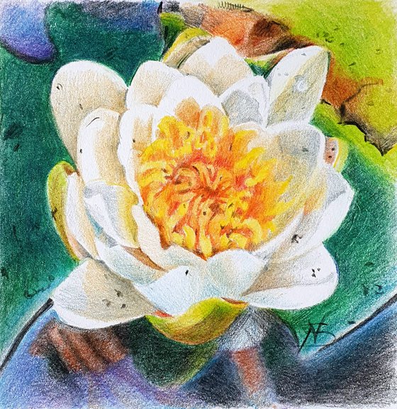 Waterlily floral