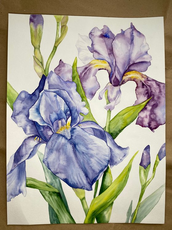 Iris Flowers
