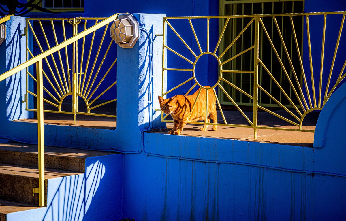 Photorealistic Botanical Photograph By Fatima Mian, 24 X 36, On The Prowl, Original Artwork