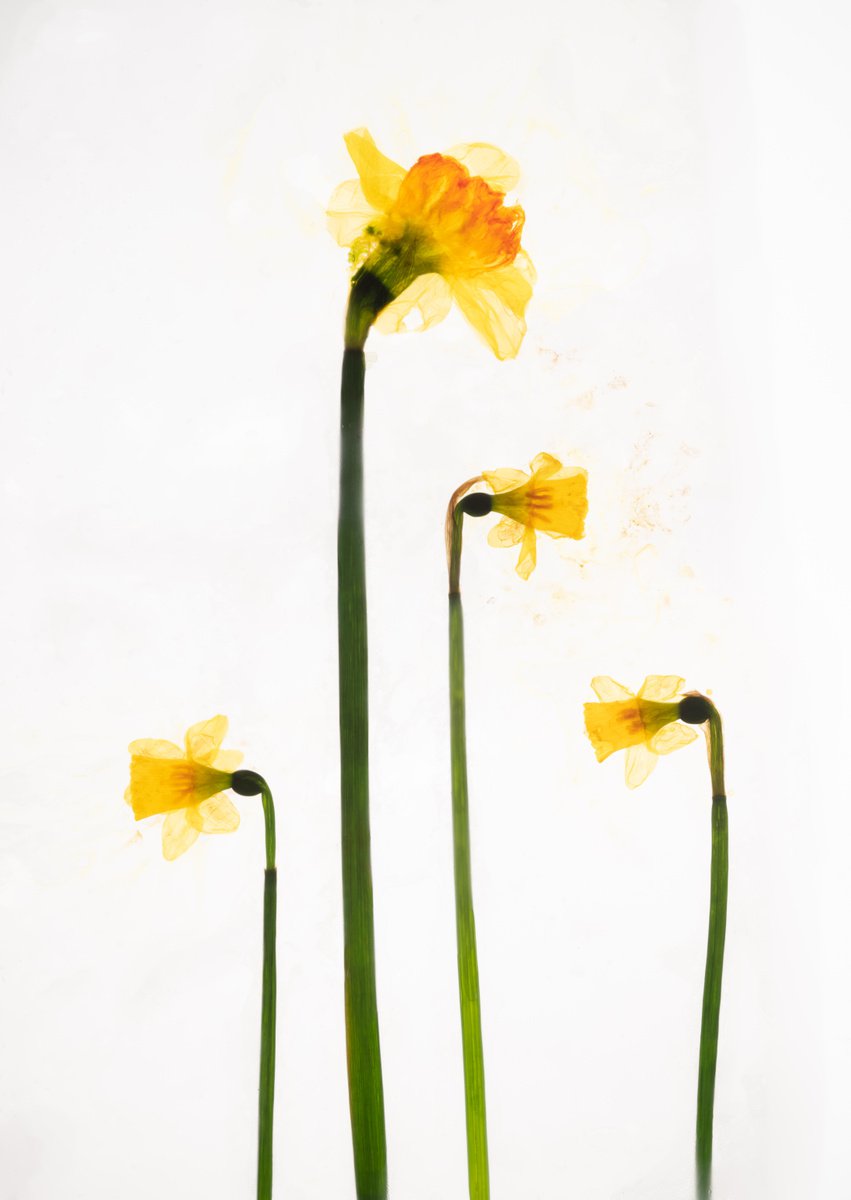 Daffodills 2 by V Sebastian