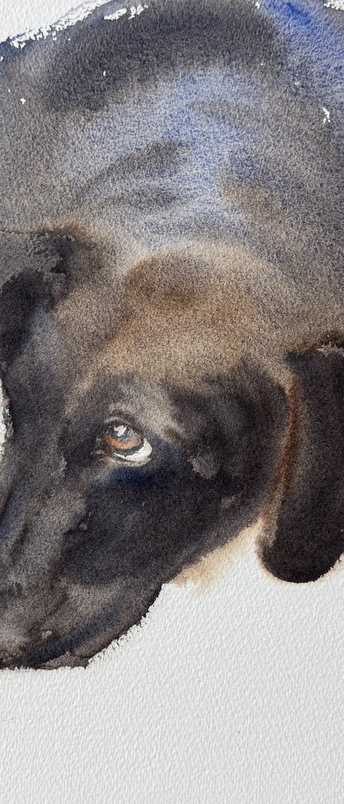 It’s not me - the innocent dog by Shelly Du