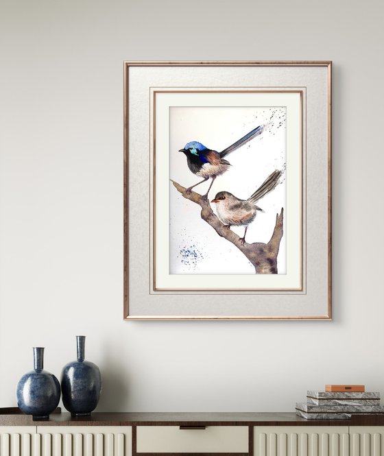 Pair Purple-backed Fairy-wrens