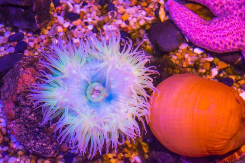 Anemone and Friends by Eugene Norris