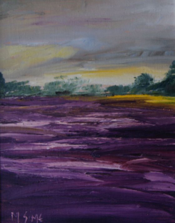 Lavender Field (X13)