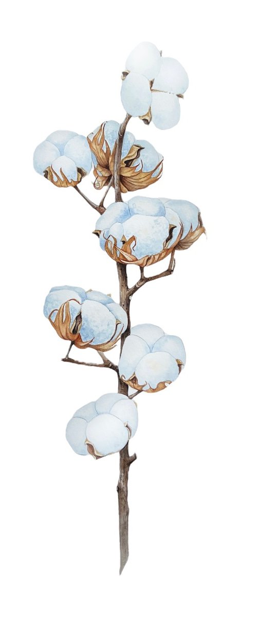 A branch of cotton. by Nataliia Kupchyk