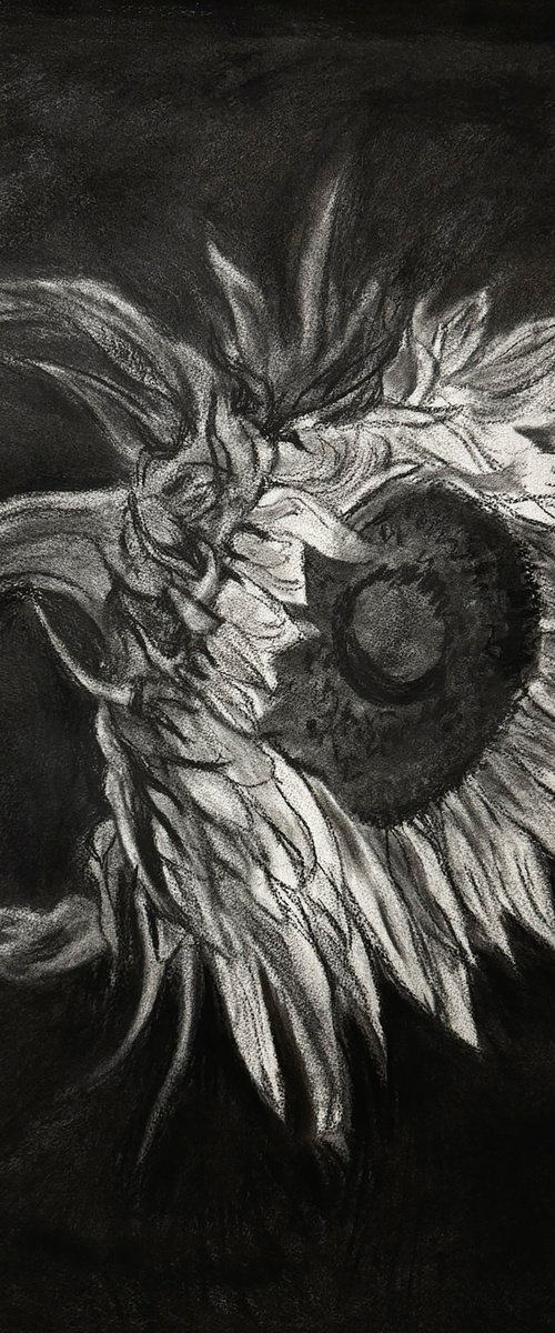 Sunflower In Charcoal by Gandee Vasan