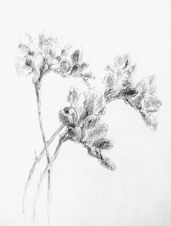 Freesias #2. Original pencil drawing.