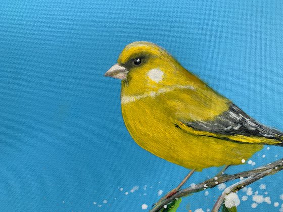 Songbird: The Green Finch