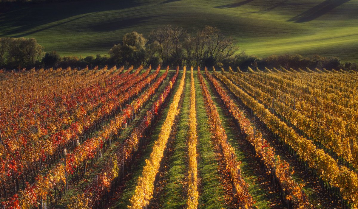 Photorealistic Landscape Photograph By Pavel Oskin, 60 X 35", Vineyard, Original Artwork