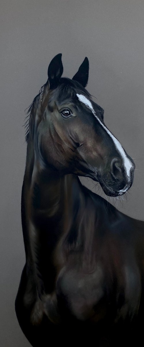Horse Study by Clare Parkes