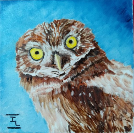 Owl