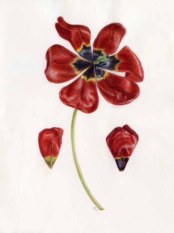 "The Red Tulip gesneriana" 28-38-0.3 cm