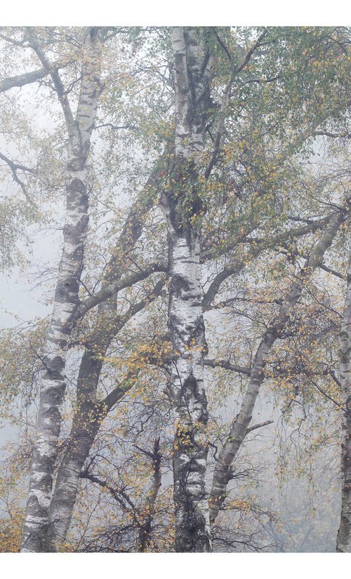 November Forest VI by David Baker