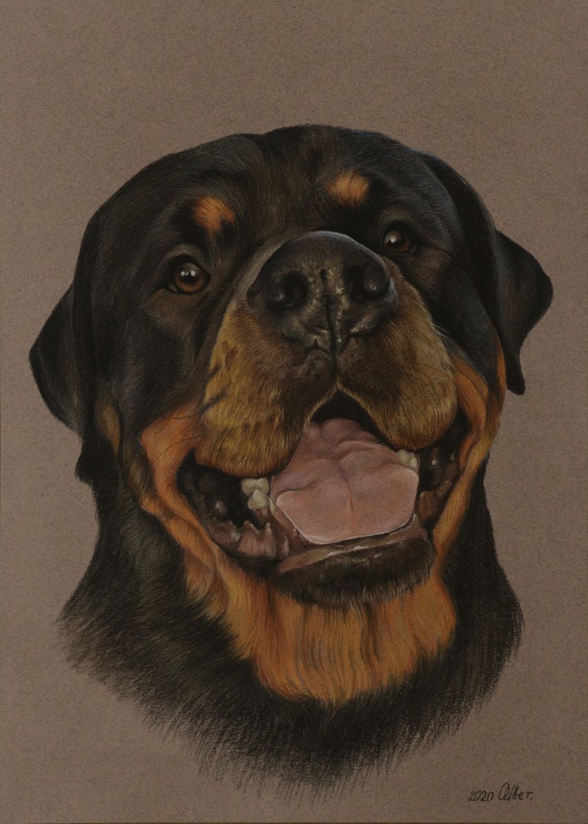 Pastel portrait of Rottweiler by Olga Tsvetkova