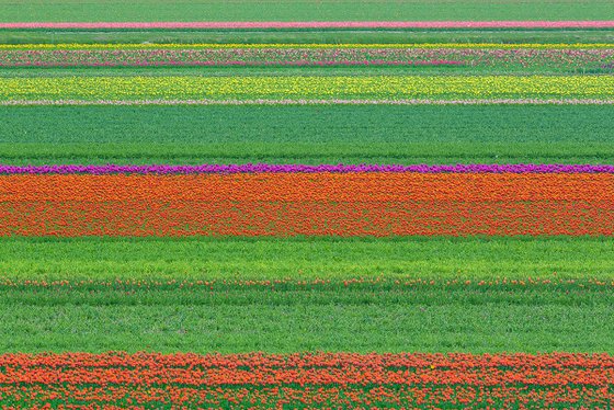 Abstract Flower Landscape - Tulip field I.