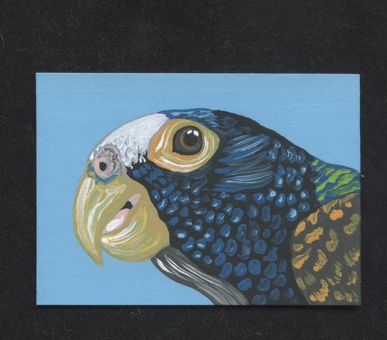 ACEO ATC Original Miniature Painting White Capped Pionus Parrot Pet Bird Art-Carla Smale