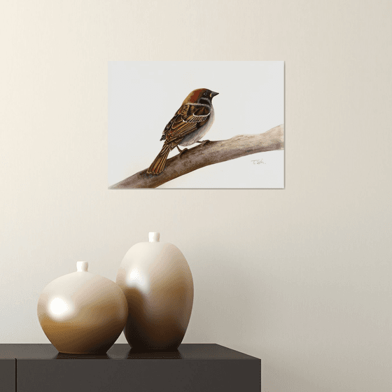 Sparrow bird