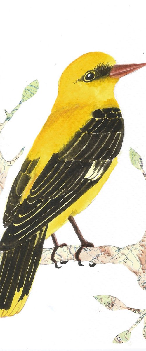 Eurasian Golden Oriole by Ketki Fadnis