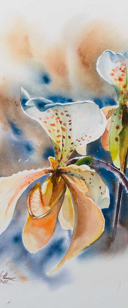 Lady's-slipper orchid by Eve Mazur