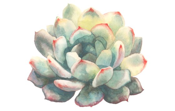 Succulent Art - UK Artist